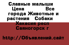 Славные малыши! › Цена ­ 10 000 - Все города Животные и растения » Собаки   . Хакасия респ.,Саяногорск г.